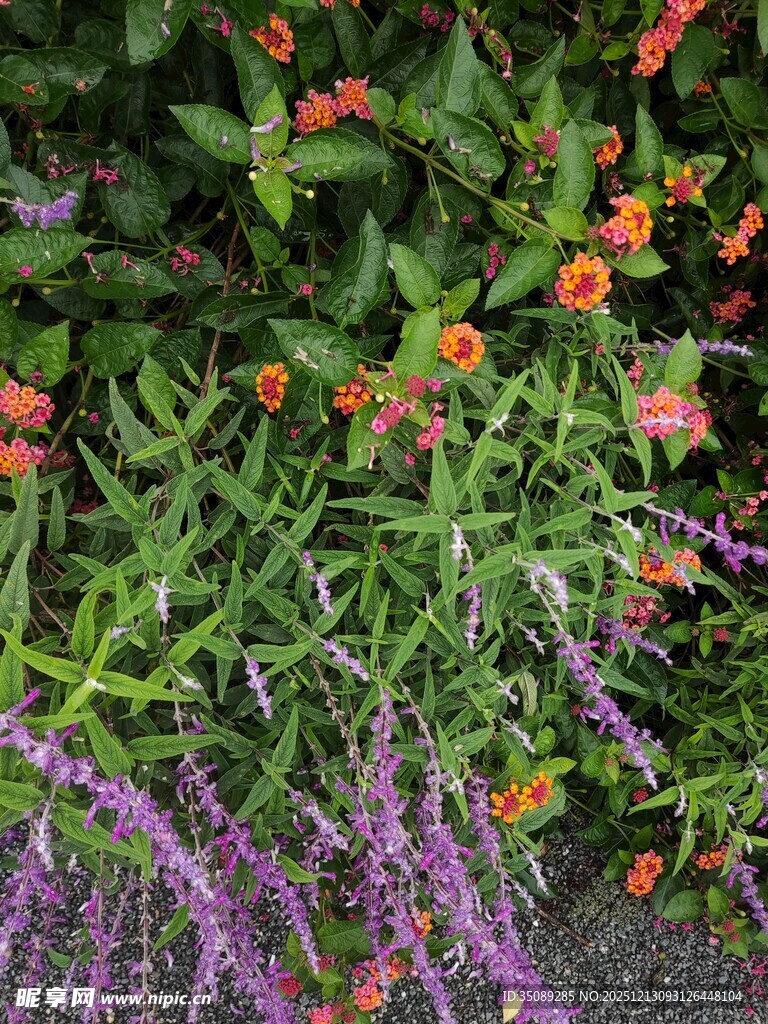 多彩花卉绿植景观