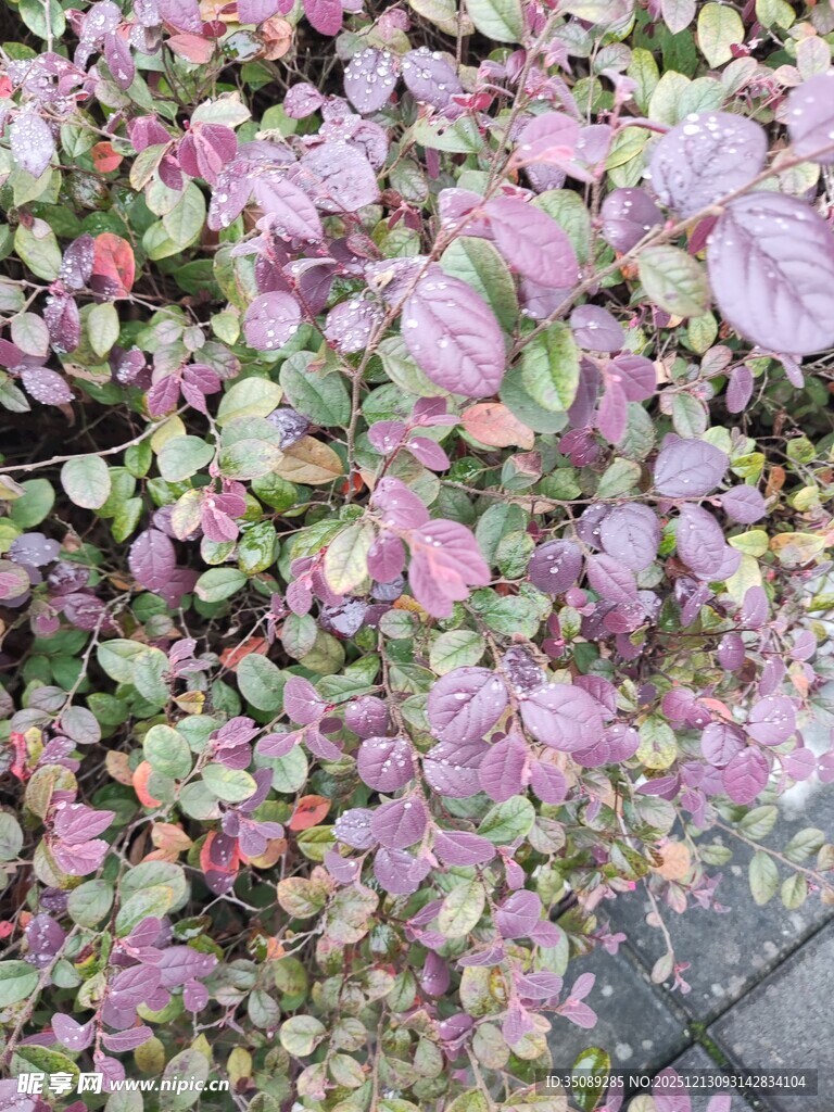 多彩斑斓的花叶植物