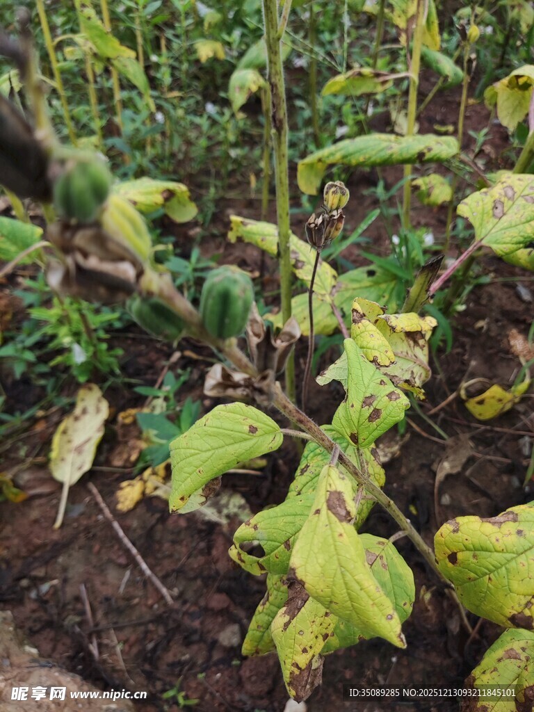 患病的绿色植物