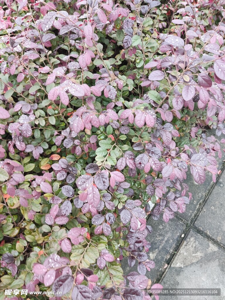 粉色繁茂植物景观