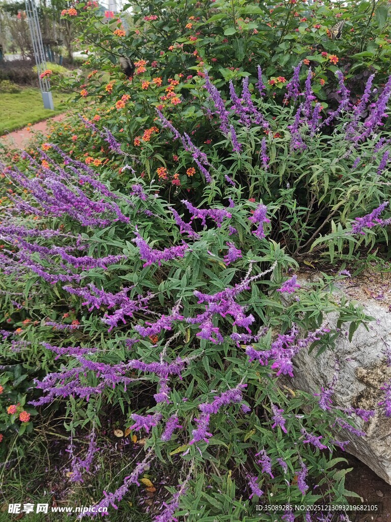 紫色花卉绽放于花园中