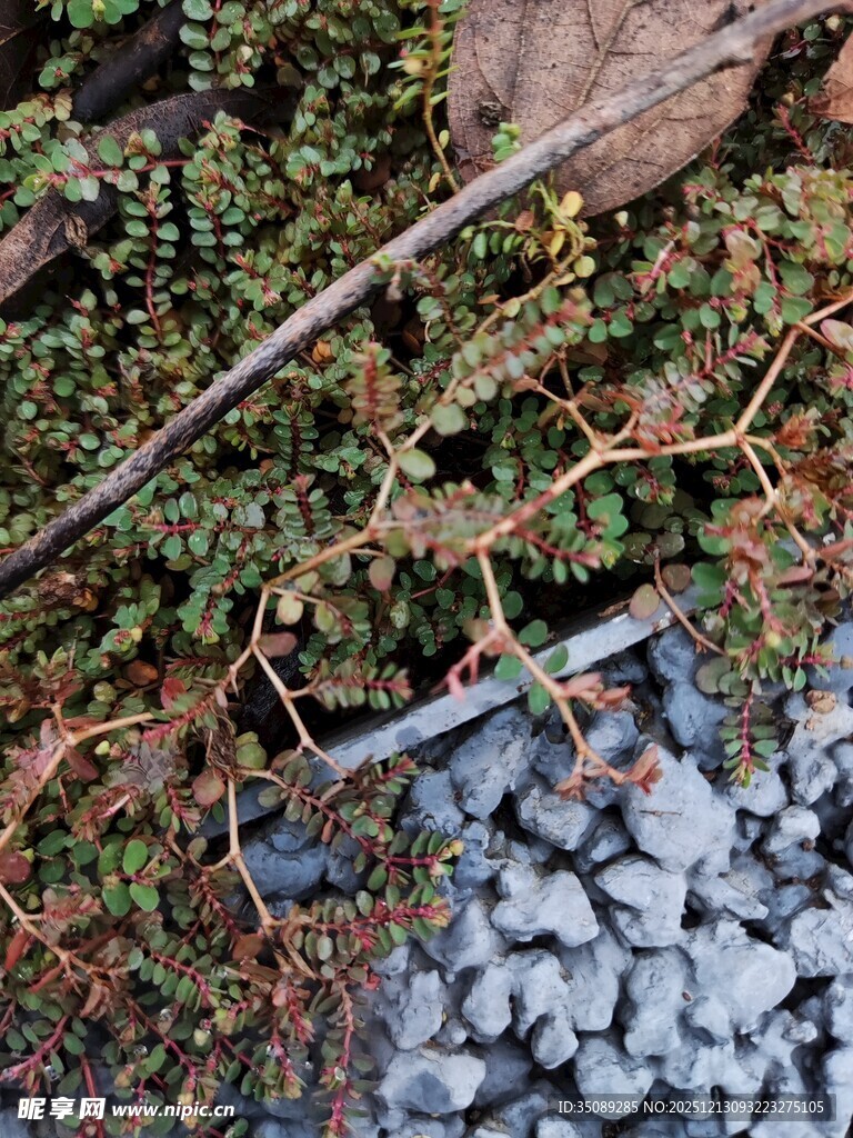 苔藓碎石与枯枝景观