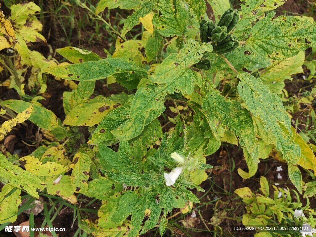 绿叶丛中的白色小花