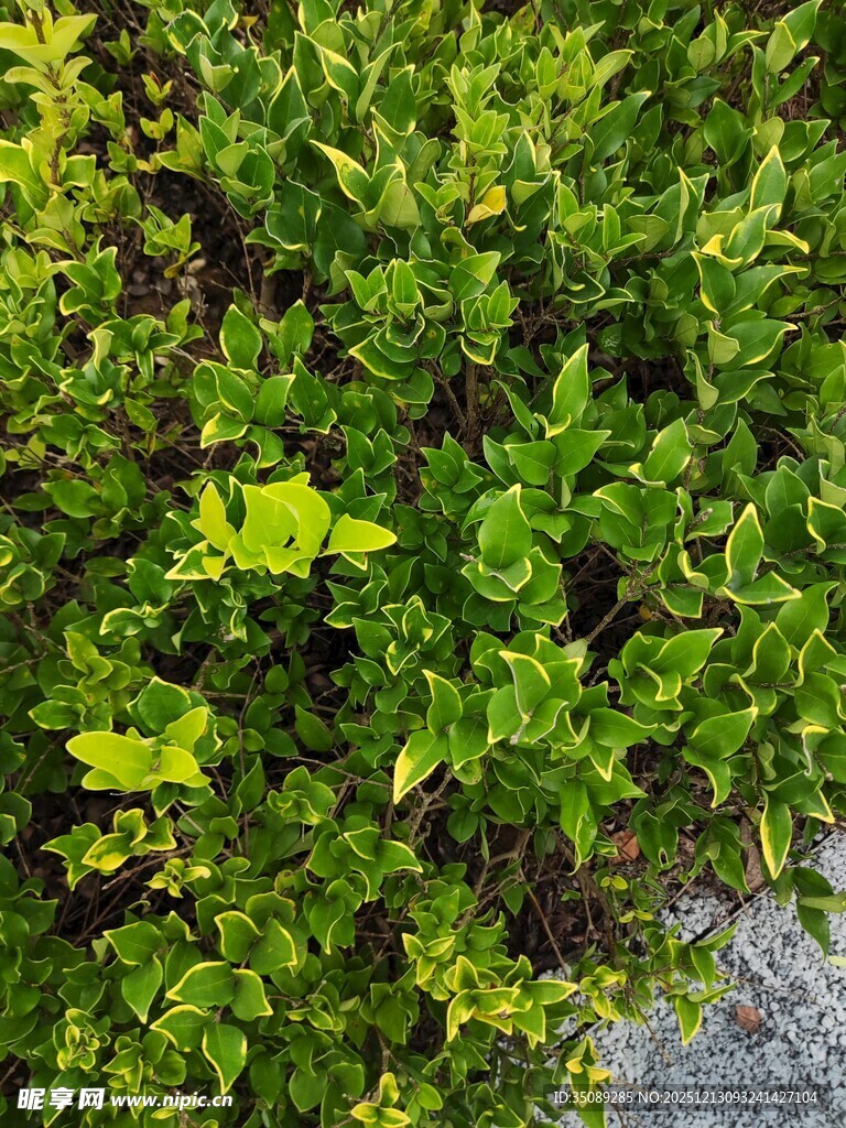 翠绿繁茂的绿植景观