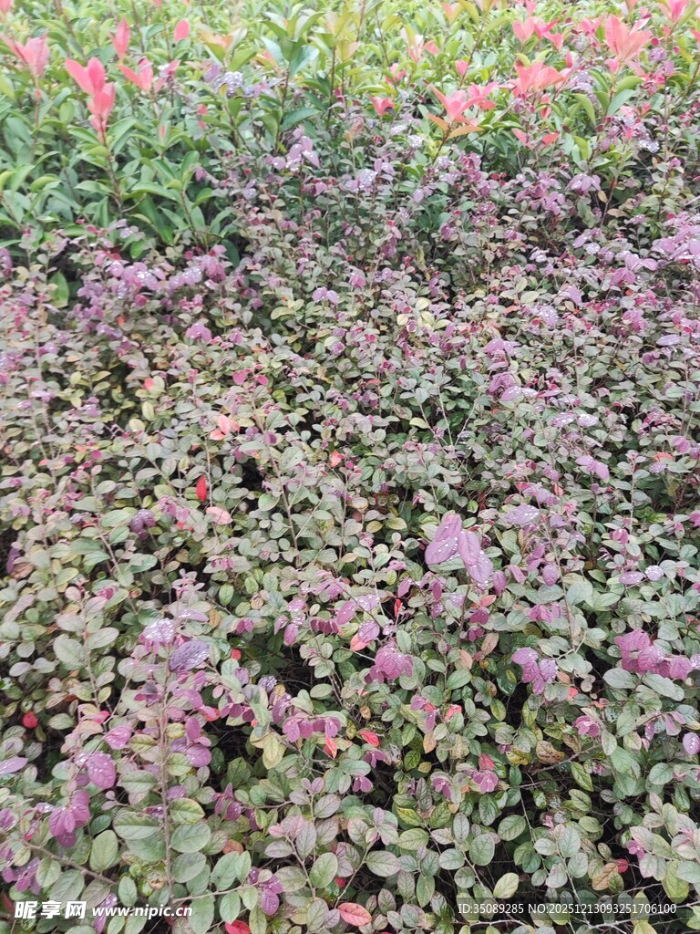 多彩繁茂的紫色花卉景观