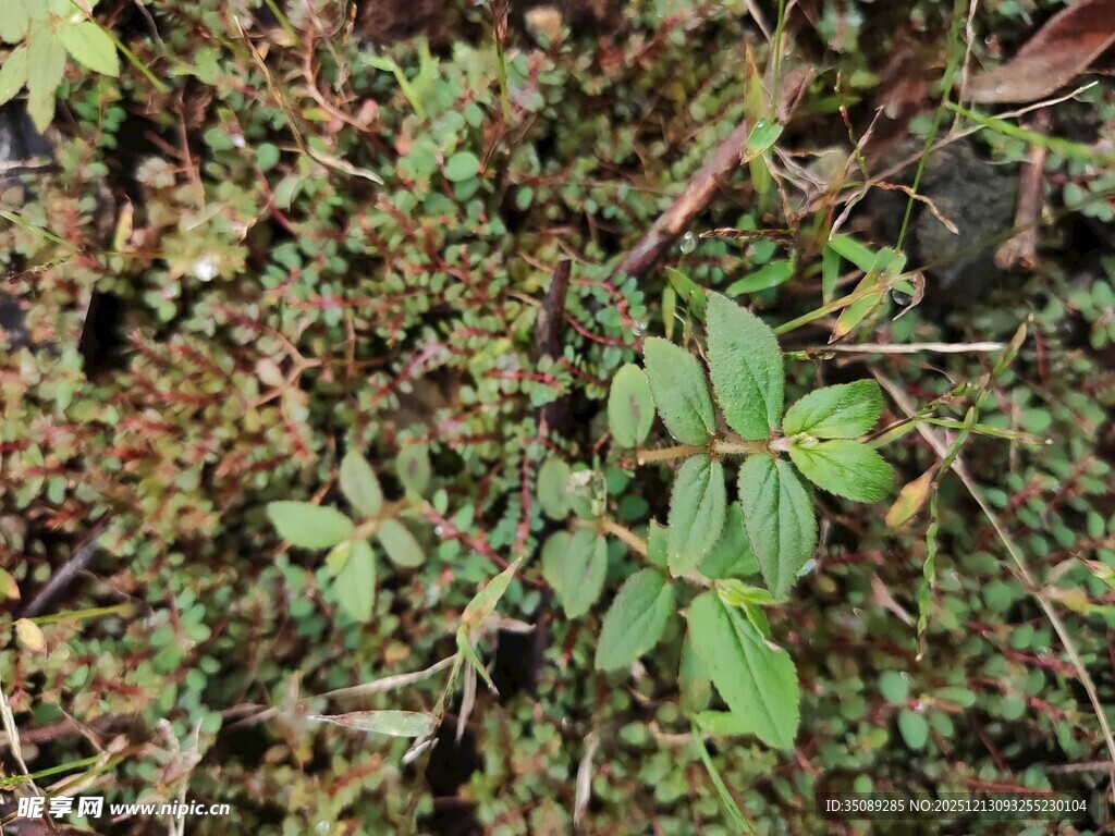 地面上的绿色植物