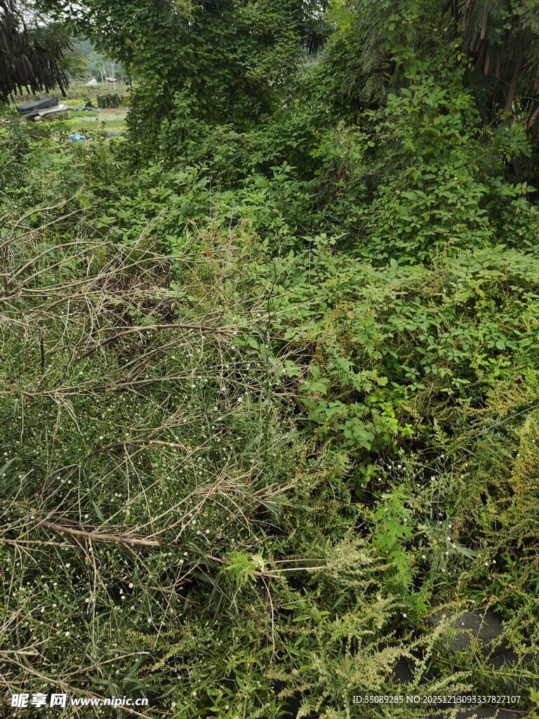 繁茂绿植景观