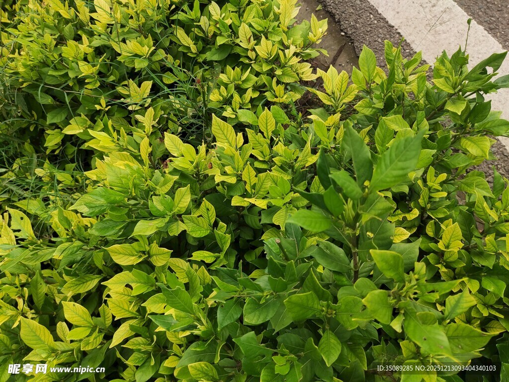 翠绿繁茂的绿植景观