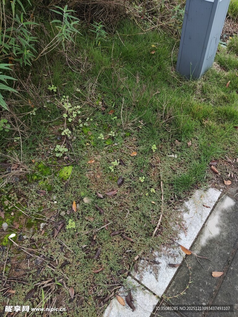 路边草地与灰色设施一角