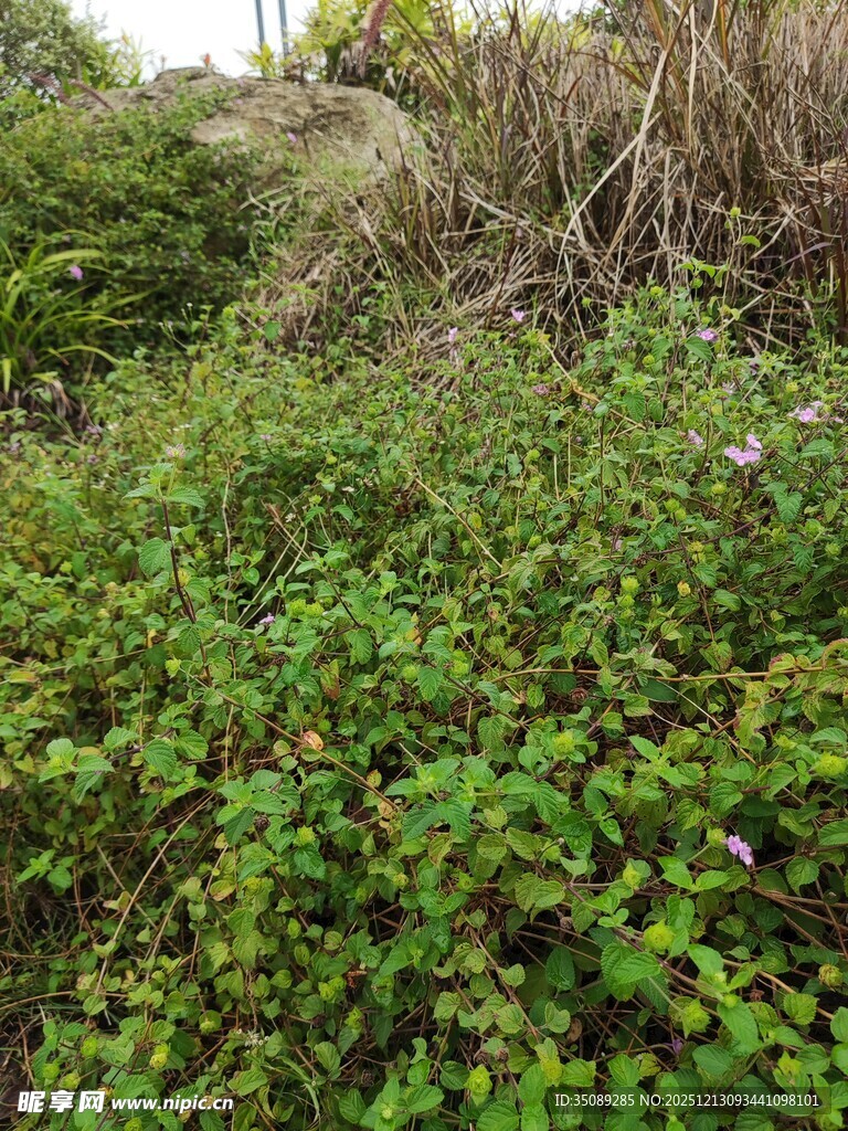 野外繁茂的绿色植物景观