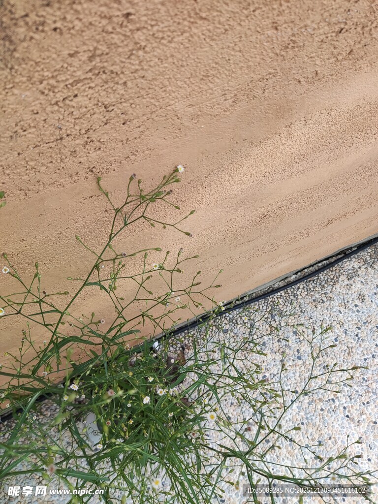 墙角小草顽强生长