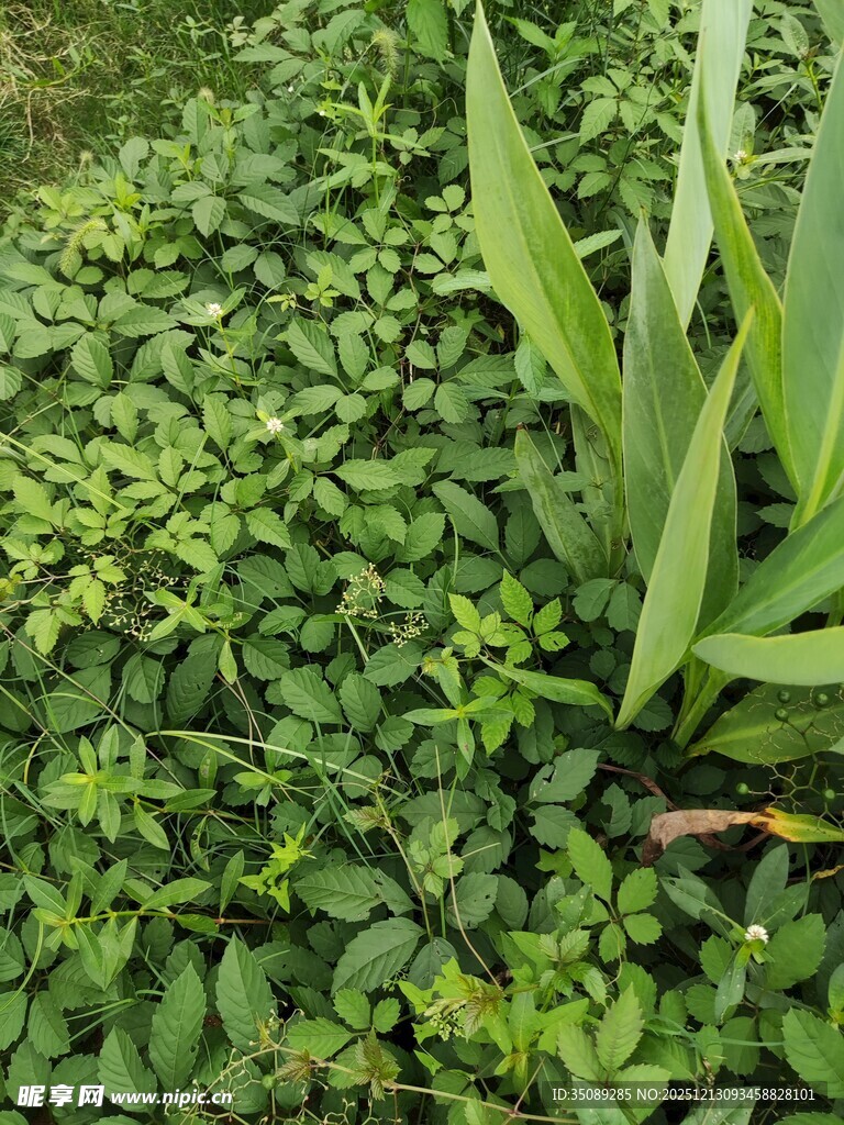 绿叶丛生的植物景观