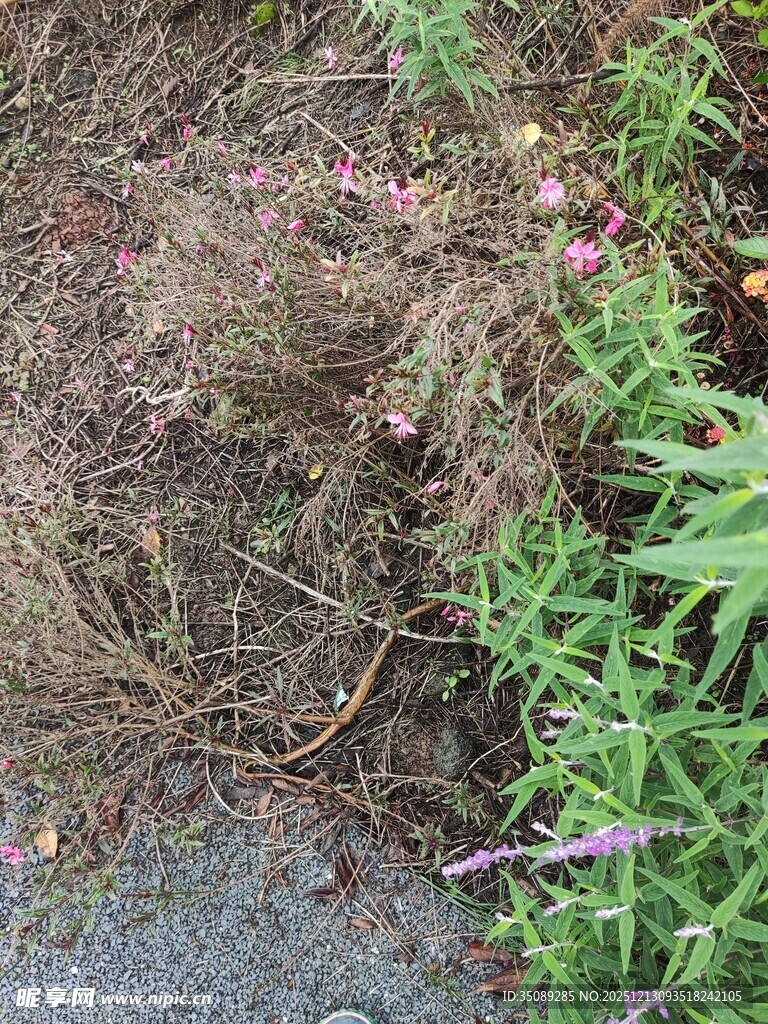 路边杂草与绿植景观