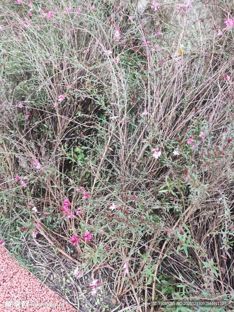 草丛中的粉色小花