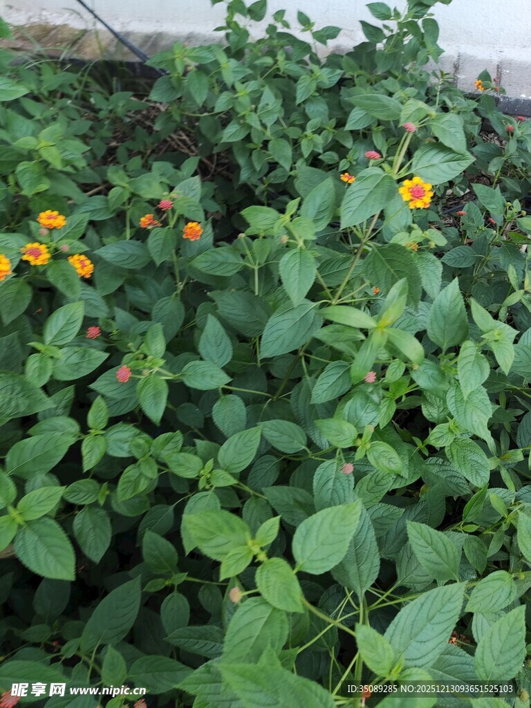 绿叶丛中的橙色小花