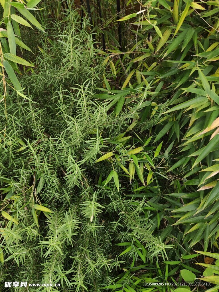 翠绿繁茂的植物景观