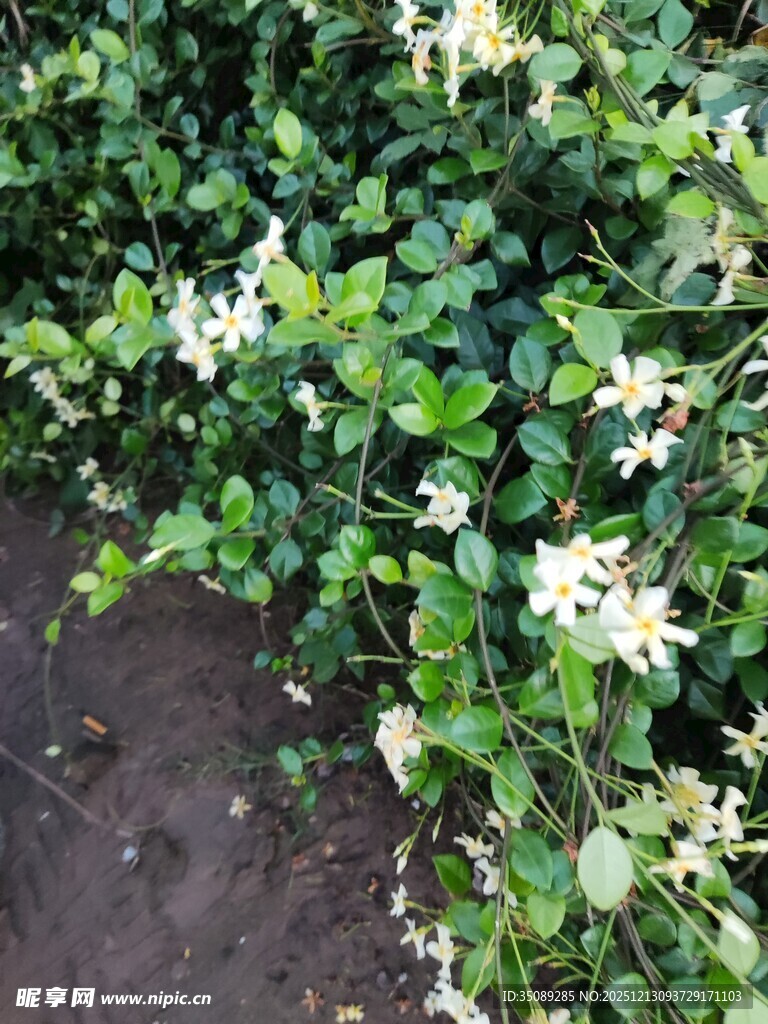 绿叶白花植物景观