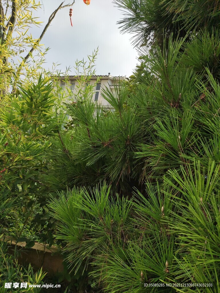 绿意盎然的松树景观