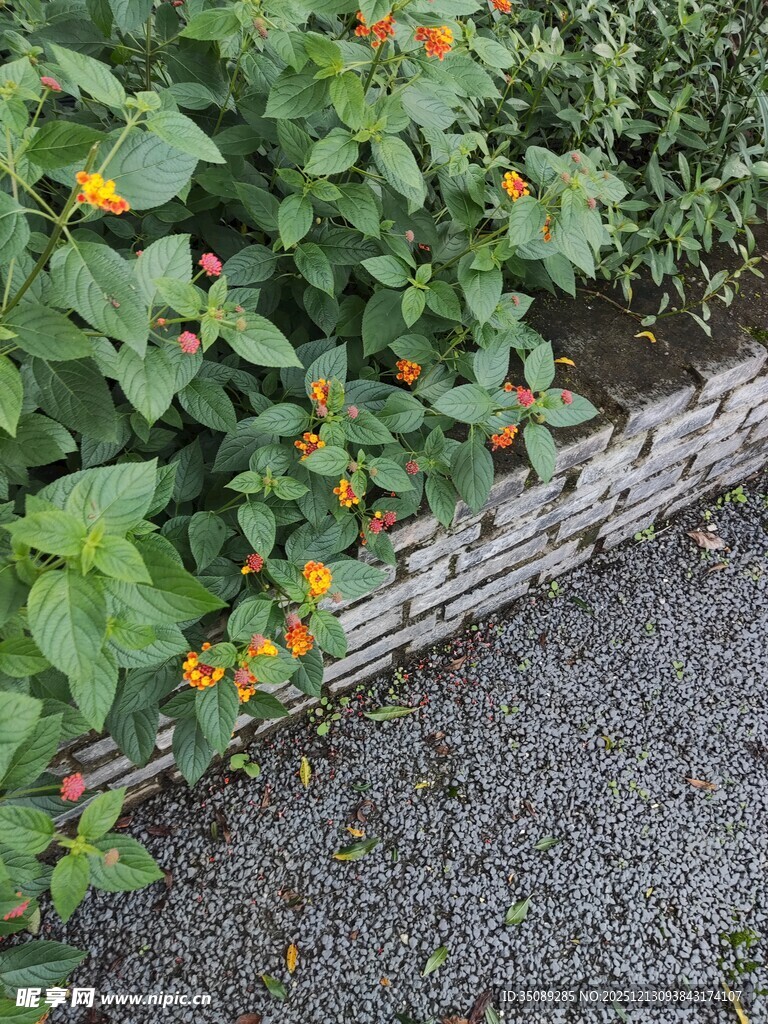 路边绿植与砖砌边缘景观