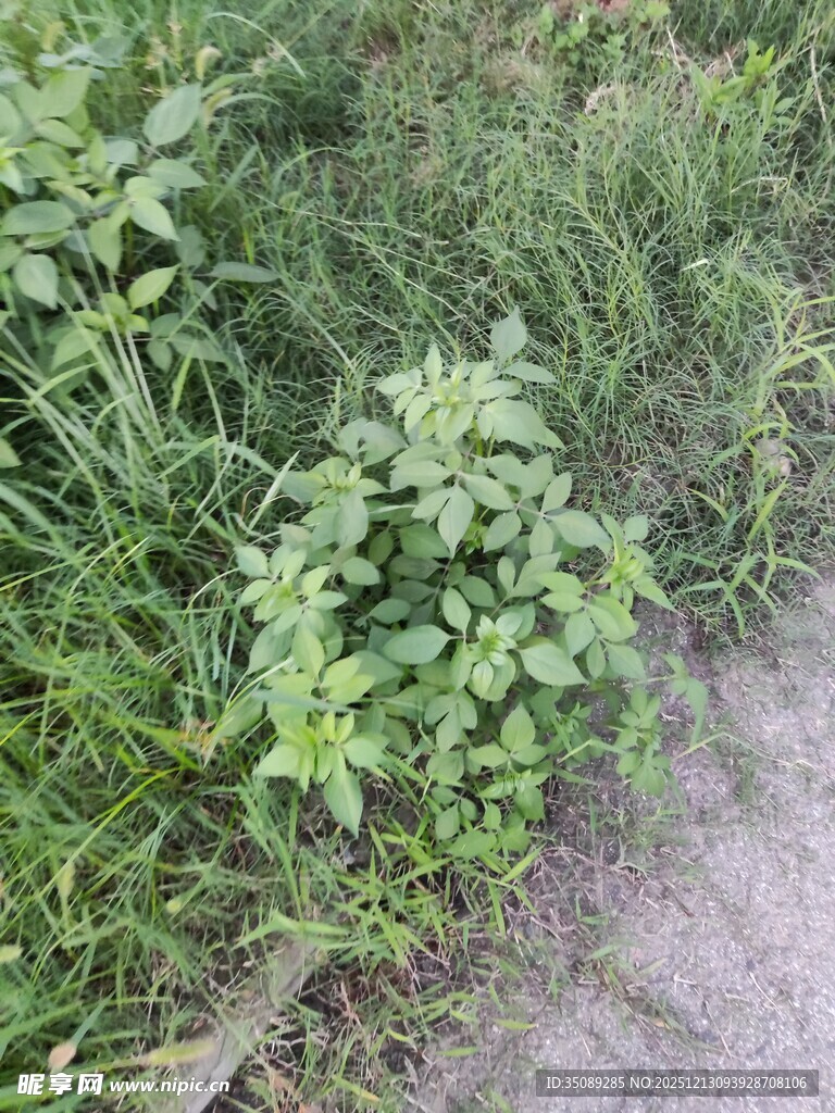 路边生长的绿色植物