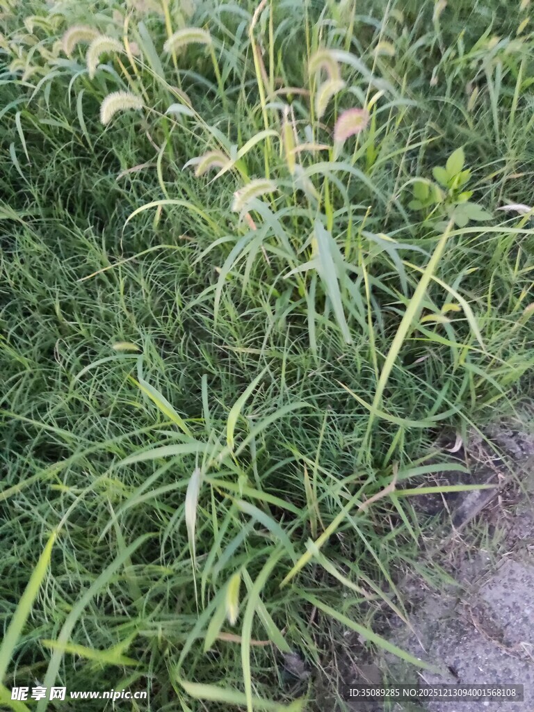 田间茂盛的绿色植物