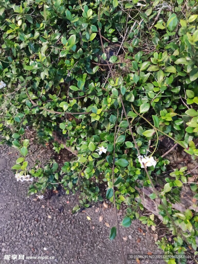 绿叶丛中的白色小花