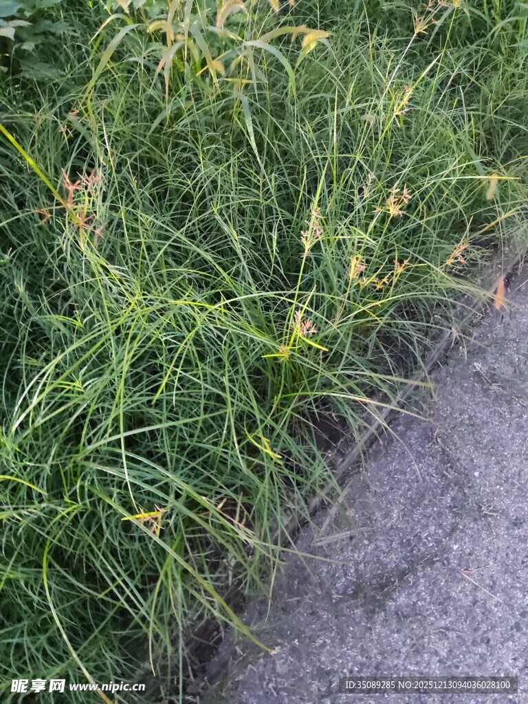 路边翠绿茂盛的草丛