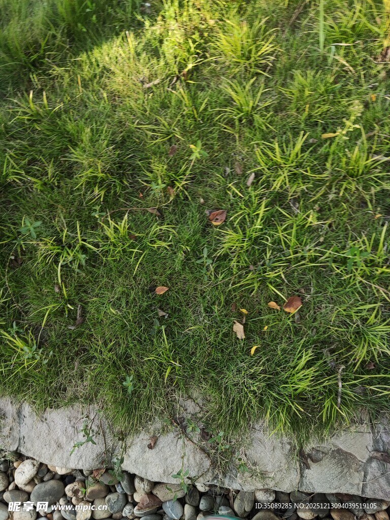 石边翠绿草丛景观