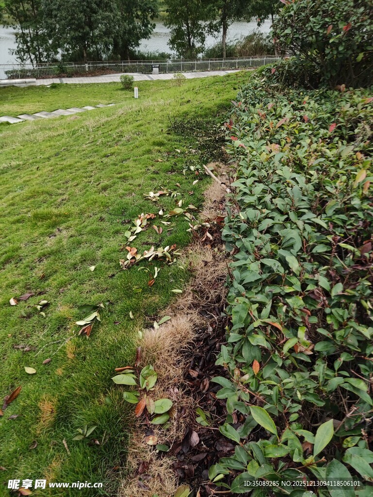 草坪旁的绿植景观