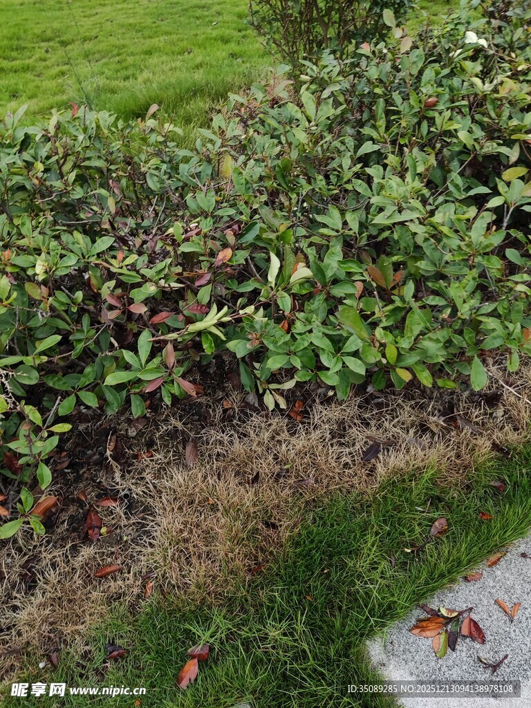 绿叶灌木旁的地面景观