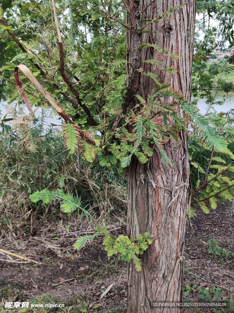 缠绕树干的绿植