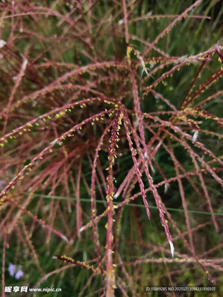 干枯的松针特写