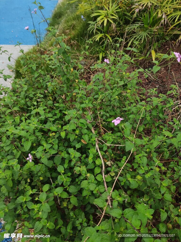 绿叶繁茂的植物景观