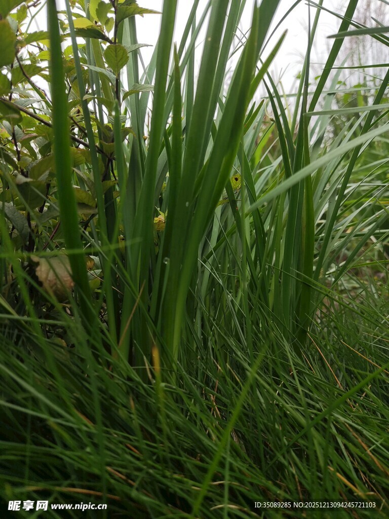 茂盛的绿色草丛