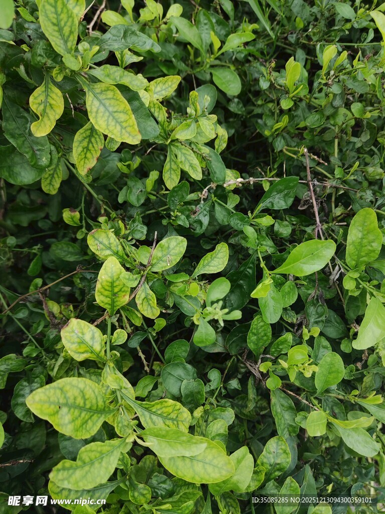 翠绿繁茂的植物景观