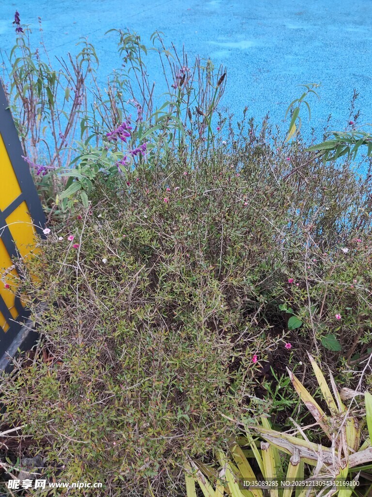 海边繁茂的绿色植物景观