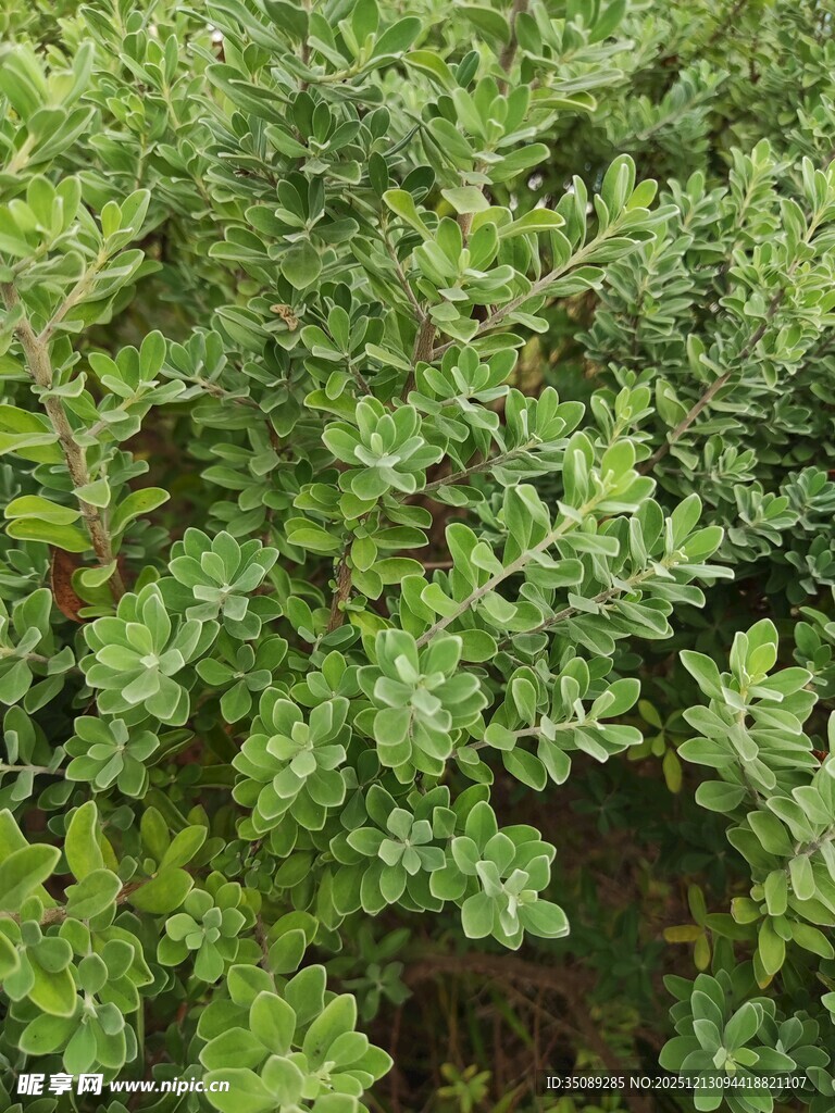 翠绿繁茂的植物景观