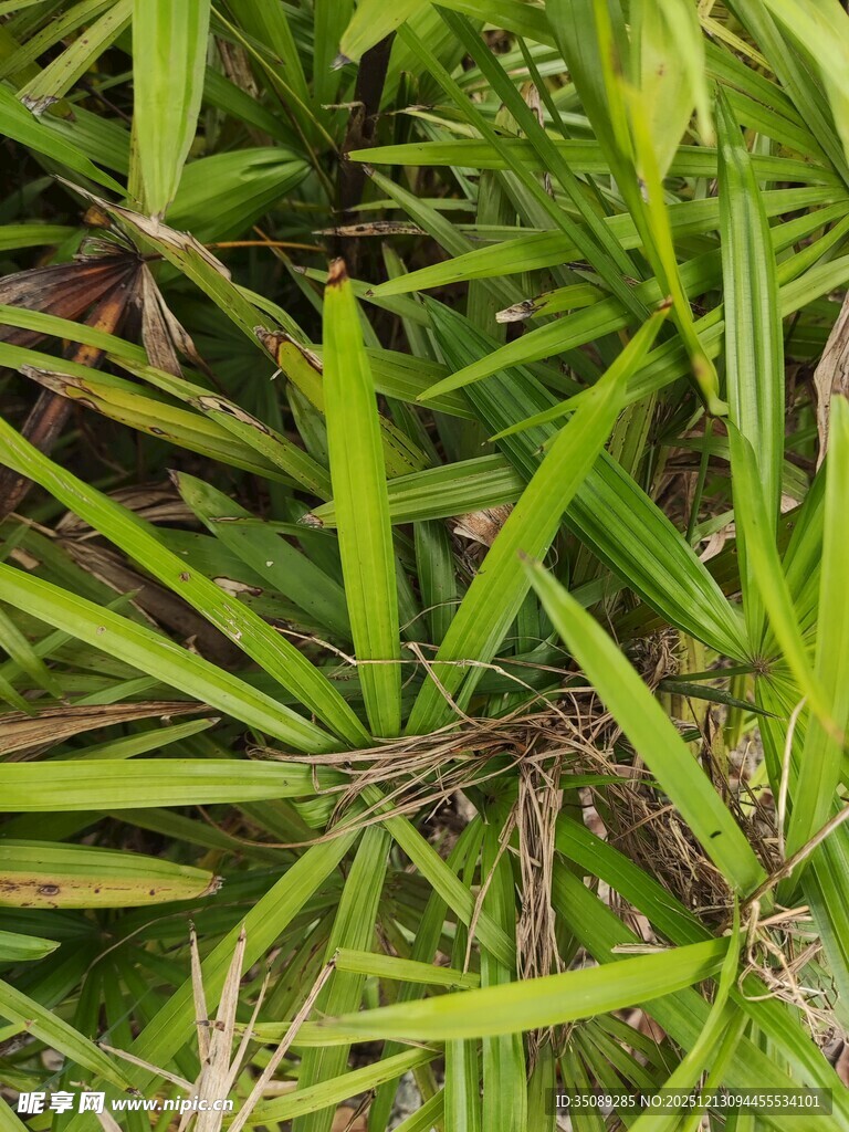 翠绿细长叶片的植物特写