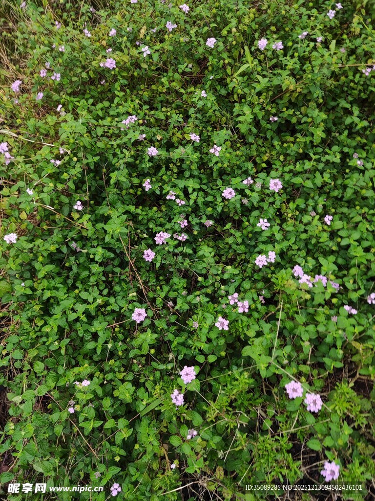 繁茂绿植间的细碎小白花