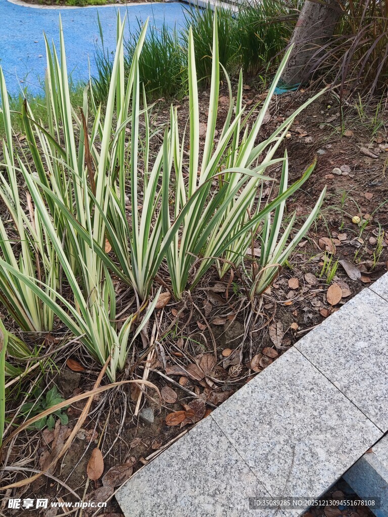 户外翠绿龙舌兰植物特写