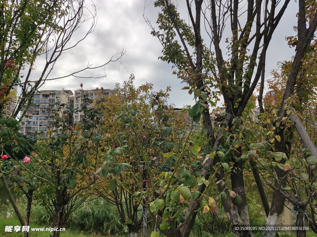 秋日树林中的多彩景致