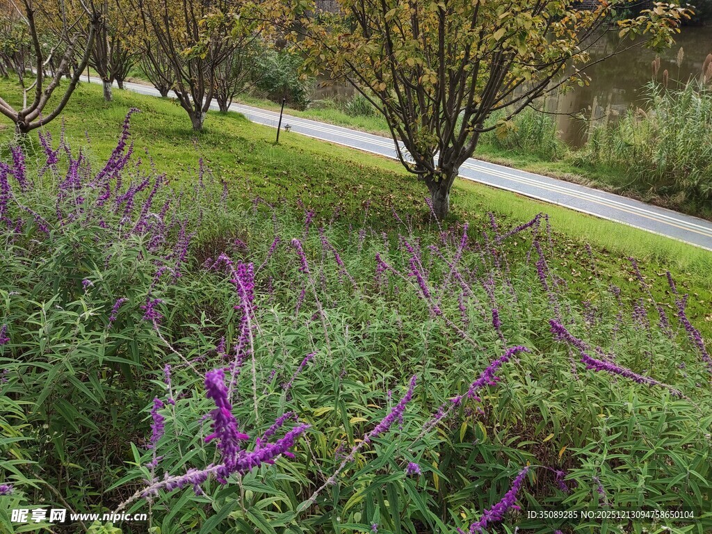 路边紫色花卉与树木景观