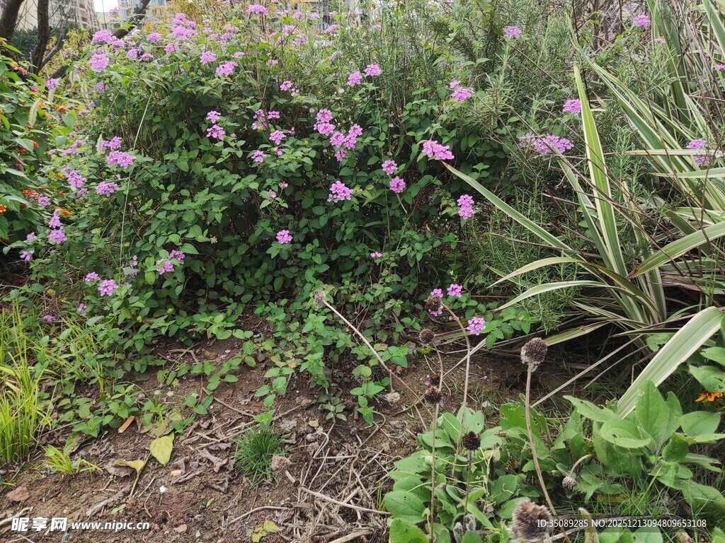 繁茂花丛中的多彩植物