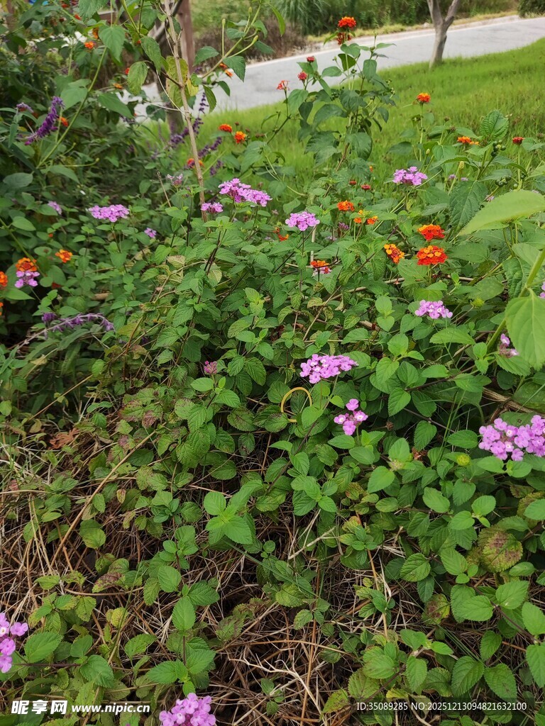 花园中的多彩花卉绽放