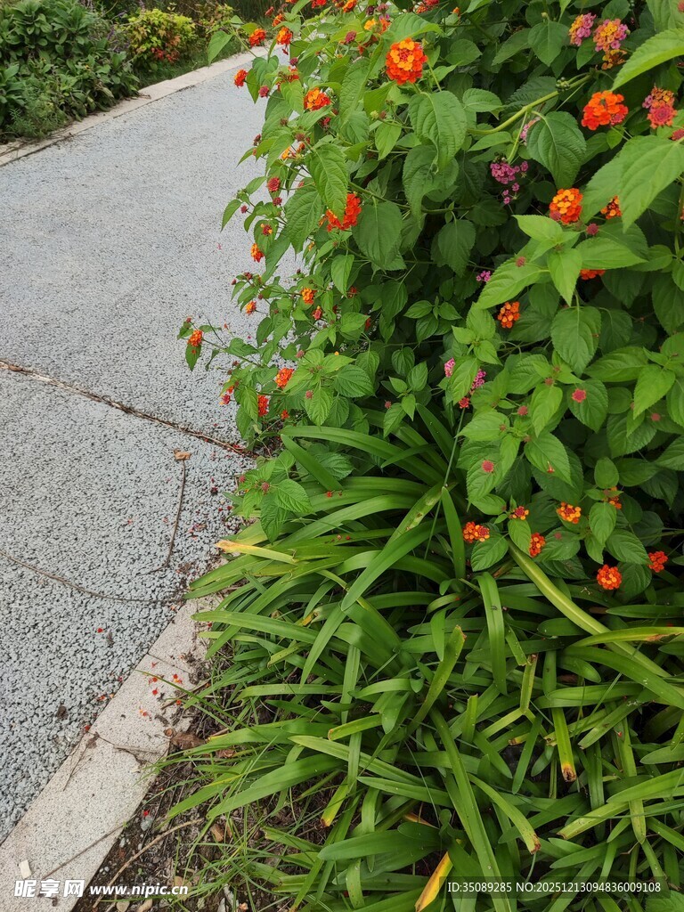 路边绿植与鲜艳小花