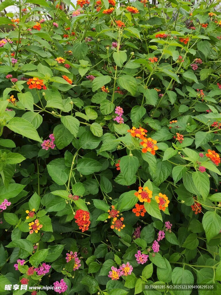 多彩花卉绽放于绿叶间