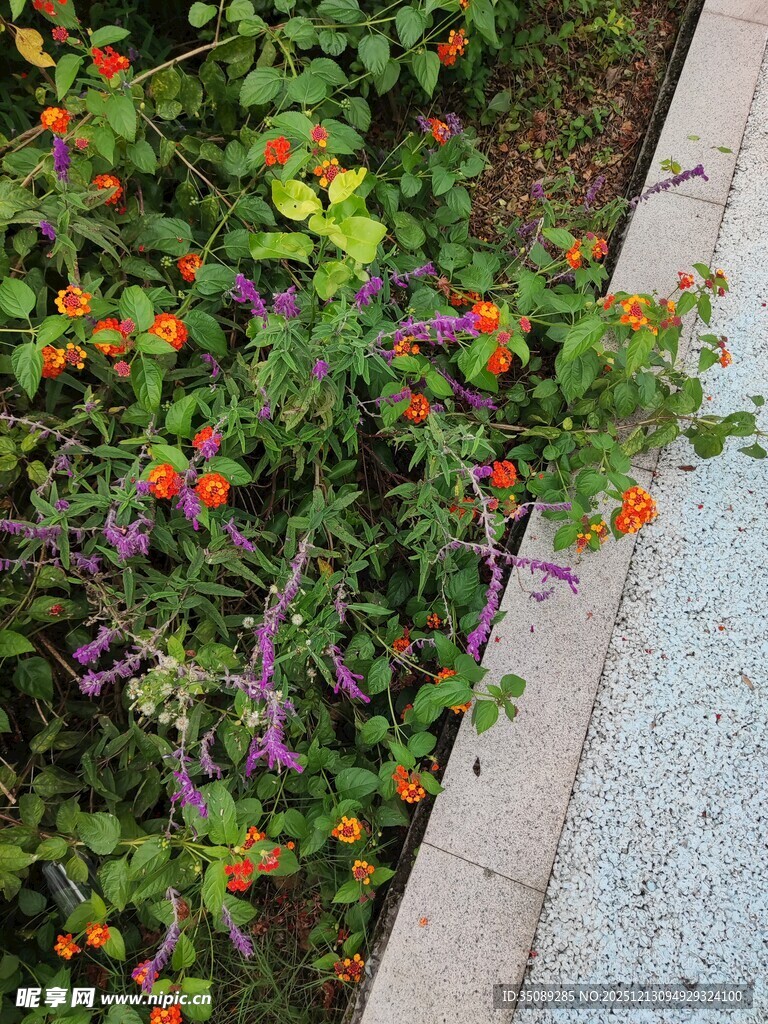 路边多彩花卉绽放