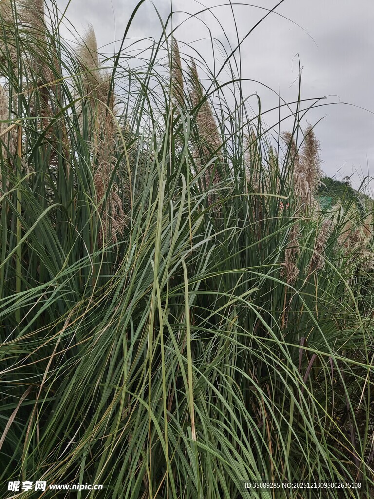 野外茂密的绿色草丛