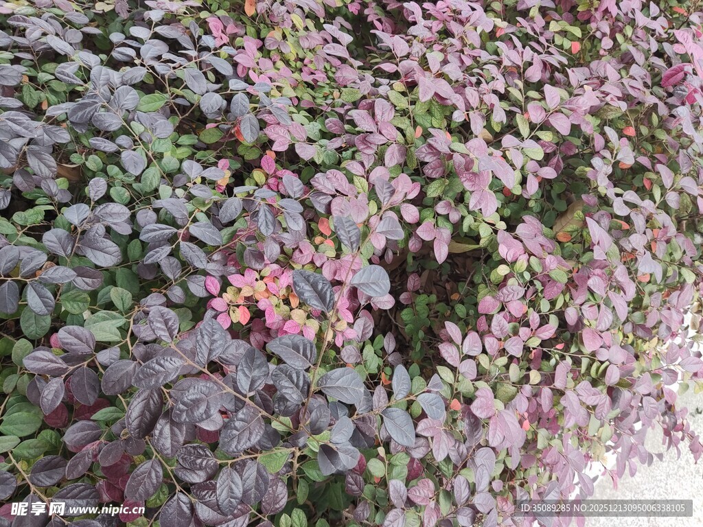 紫叶植物景观