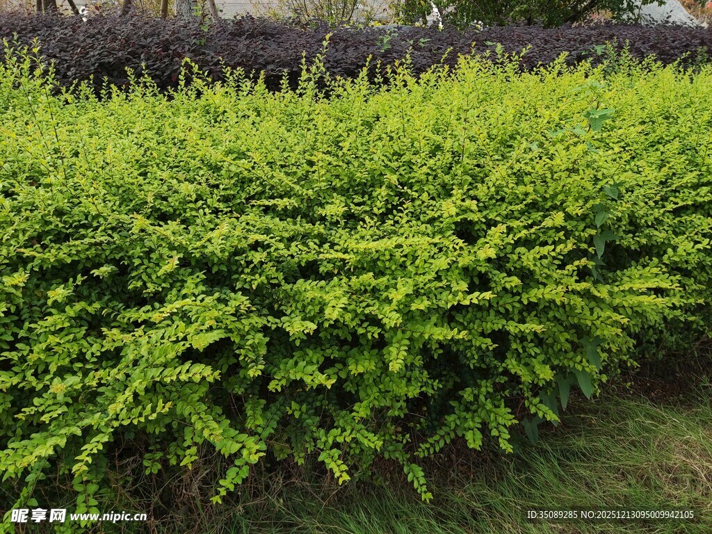 翠绿繁茂的灌木丛景观